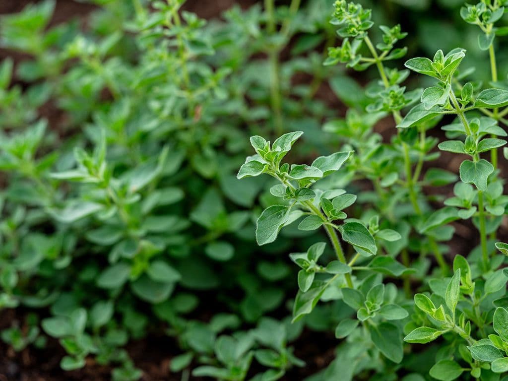 We zien hier Majorana hortensis. Het kruid staat ook wel bekend als worstkruid. Het kruid heeft een intens aroma, dat aan tijm doet denken, maar zachter van smaak en zoeter is. Het kruid wordt voornamelijk gebruikt bij de bereiding van worsten. Welk kruid zoeken we?