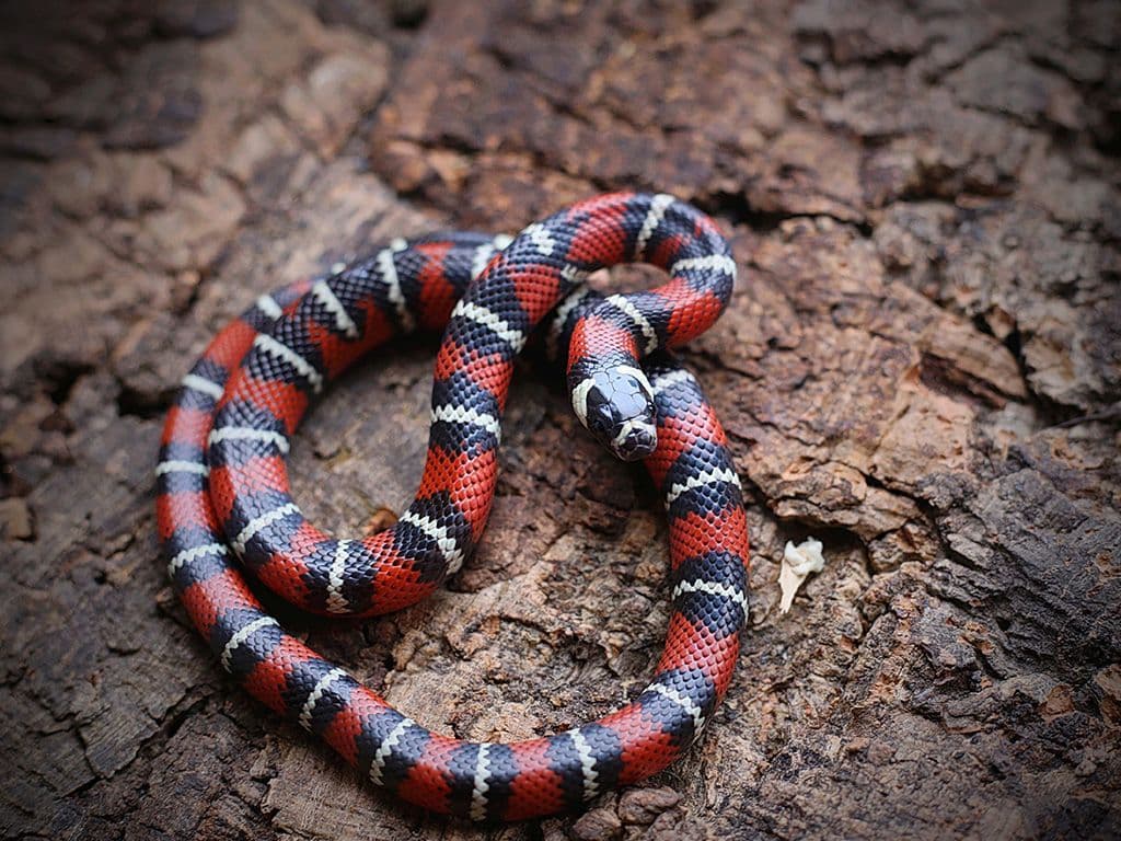 Deze slangensoort, uit het geslacht van de koningsslangen, kan u enkel op het Amerikaanse continent in het wild tegenkomen. De slang is niet giftig en valt op door zijn felle kleurenpatroon waar rood, zwart en wit of geel elkaar afwisselen. Op het menu van deze slang staan voornamelijk kleine knaagdieren. Hoe heet deze slangensoort die ook regelmatig als huisdier gehouden wordt?