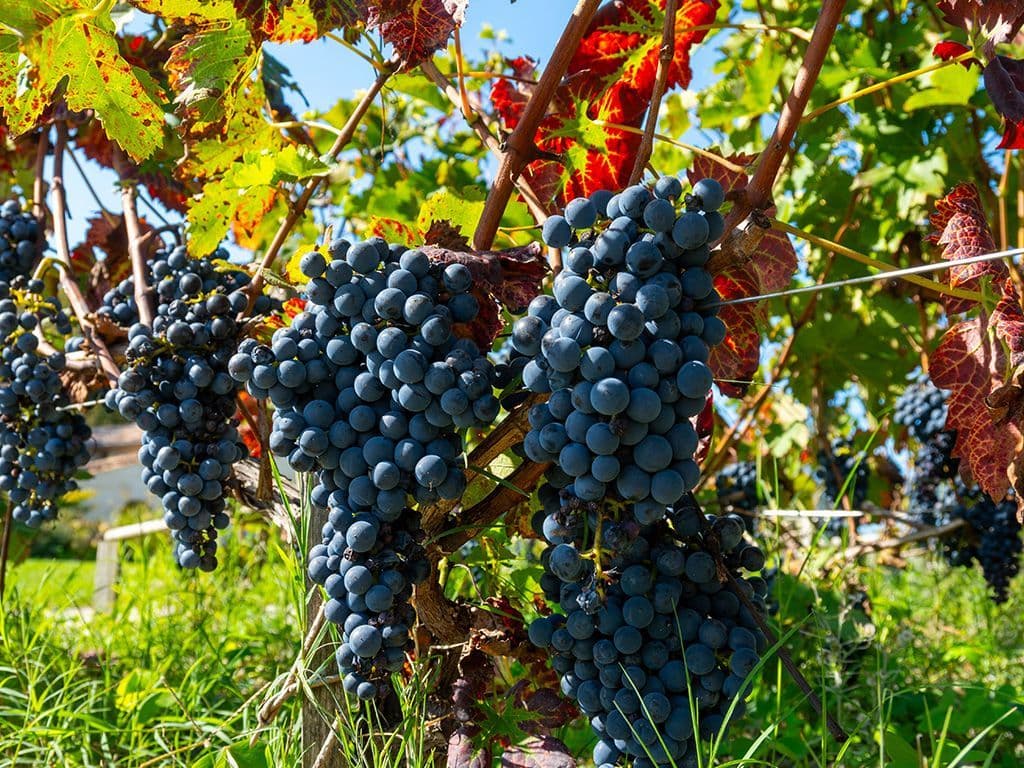 Deze blauwe druif die gebruikt wordt voor het maken van wijn is een van de traditionele druivensoorten in de Franse Bordeaux- streek. De druif is iets groter dan de cabernet sauvignon, bevat weinig zuren, minder kleurstof en minder tannines. Over welke druif, waarvan je wijn kan maken met veel smaak, spreken we hier?