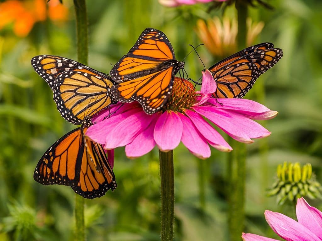 Tijdens de zomer zien we in onze tuin regelmatig vlinders rondvliegen. Mogelijk hebben we ook al eentje uit Noord Amerika op bezoek gekregen, want daar is er één die jaarlijks zo een tochtje doet van ongeveer 4500 kilometer om de winterperiode te ontvluchten. Over welke vlinder hebben we het, graag de Nederlandse naam.