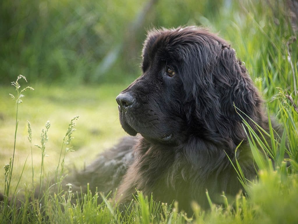 Wat is de naam van dit hondenras uit Canada met als oorspronkelijk gebruiksdoel 'sledehond voor zware lasten, waterhond'? Dit ras werd en wordt gebruikt voor waterwerk: het redden van mensen uit water, het binnenslepen van vissersnetten en het slepen van boten.