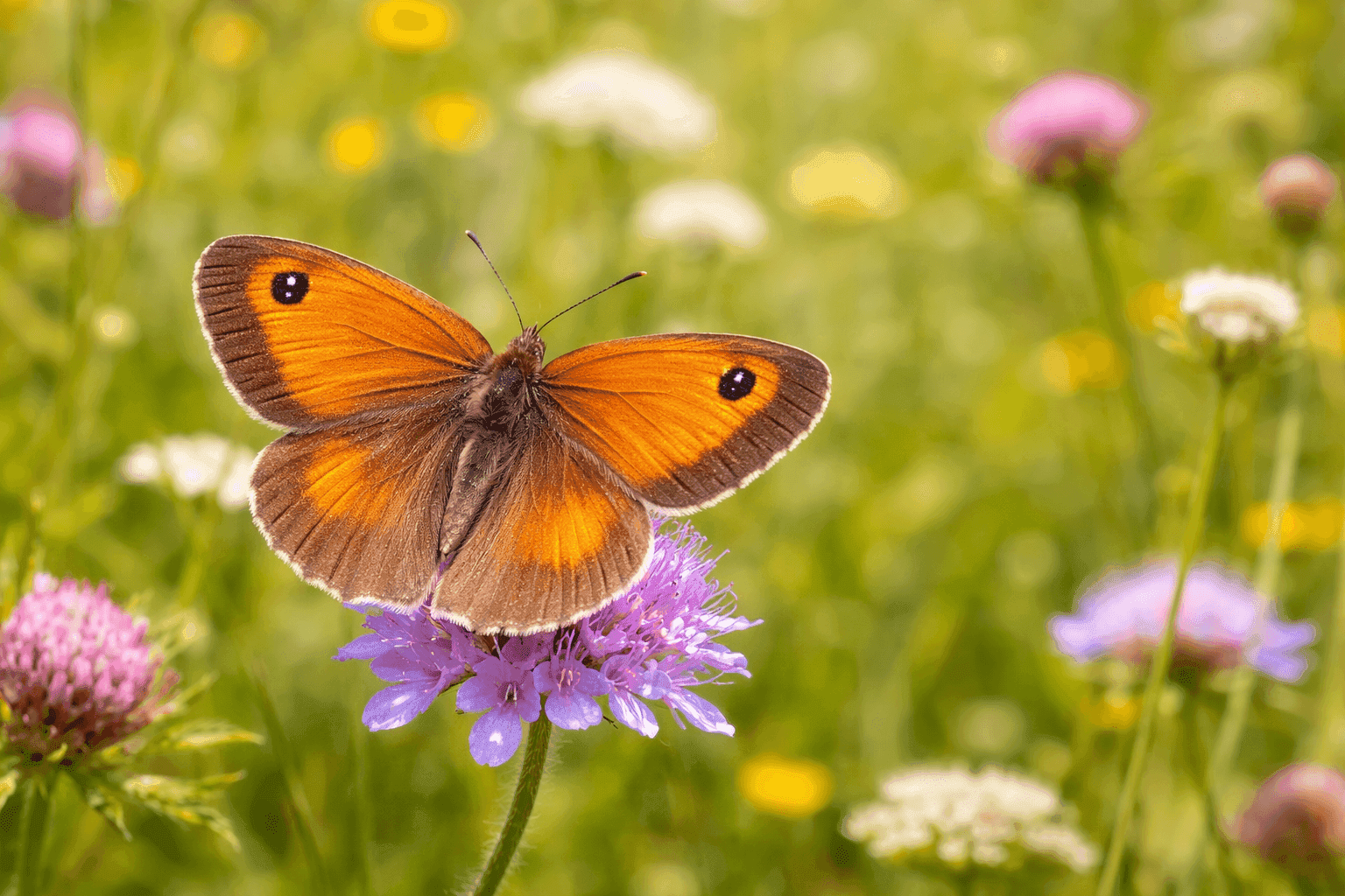 Deze dagvlinder is een van de meest algemene soorten in graslanden en tuinen in België en Nederland. Hij heeft opvallend oranje vleugels met een donkere rand en een kenmerkende oogvlek op elke voorvleugel. Hoe heet deze vlinder?