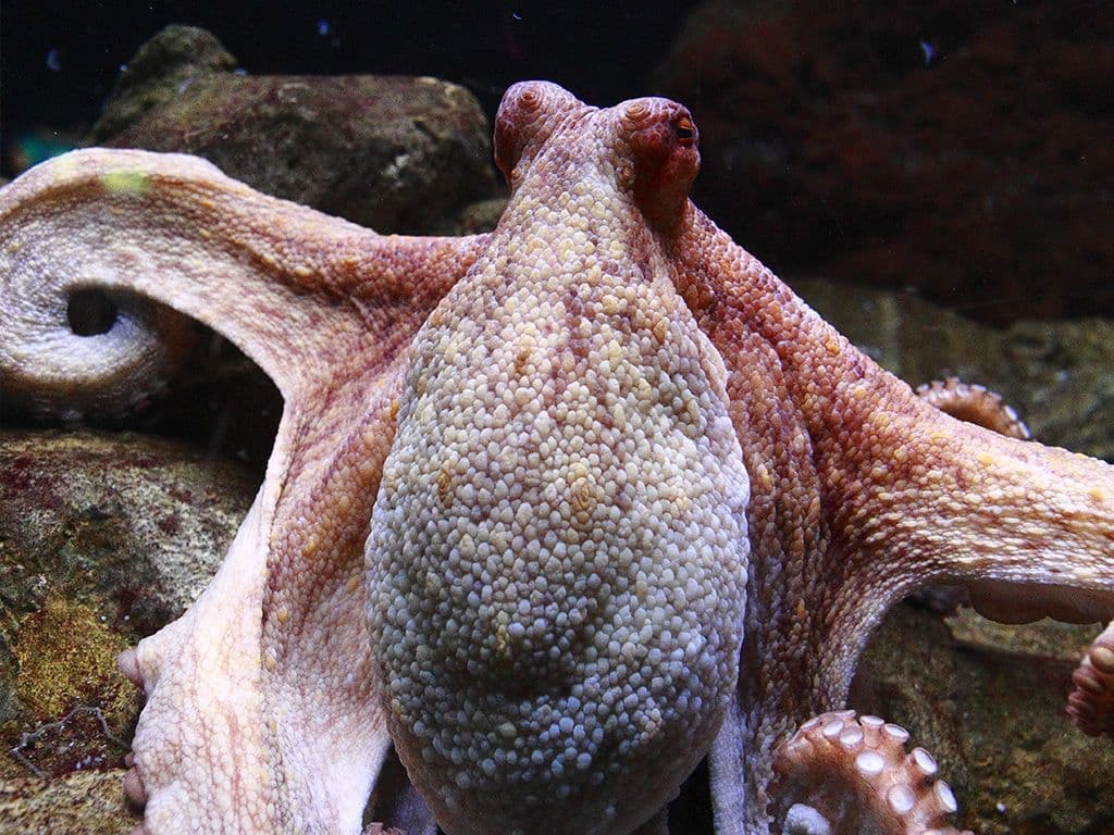 Deze octopus verwierf in de zomer van 2010 grote bekendheid in de internationale pers. Hij werd gehypet als "voorspeller" van voetbaluitslagen, voornamelijk van het Duitse voetbalelftal tijdens het Wereldkampioenschap Voetbal in Zuid-Afrika.
Wat was zijn naam?
