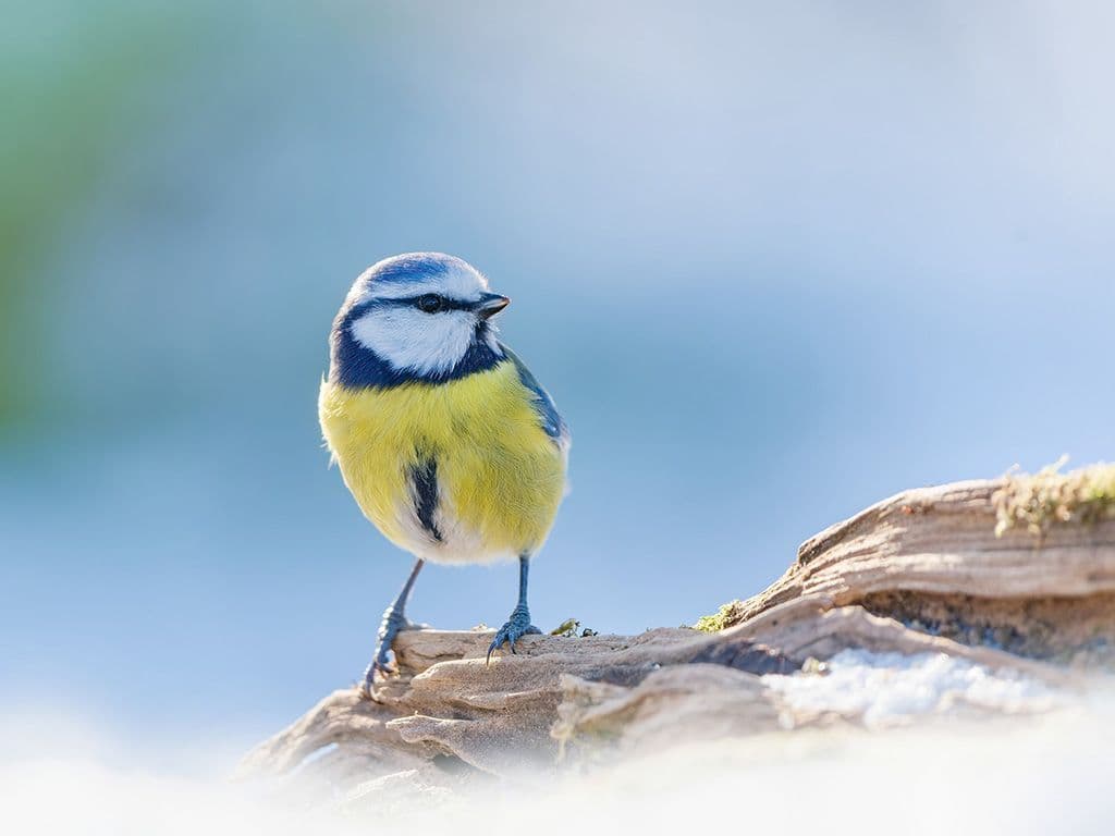 Welke bekende mezensoort herkent u op de foto? Wetenschappellijke naam is Cyanistes caeruleus, is zo’n 12 cm groot en weegt zo’n 12 tot 15 gram? Het zijn slimme, behendige vogels die graag afkomen op in de tuin opgehangen voedsel.