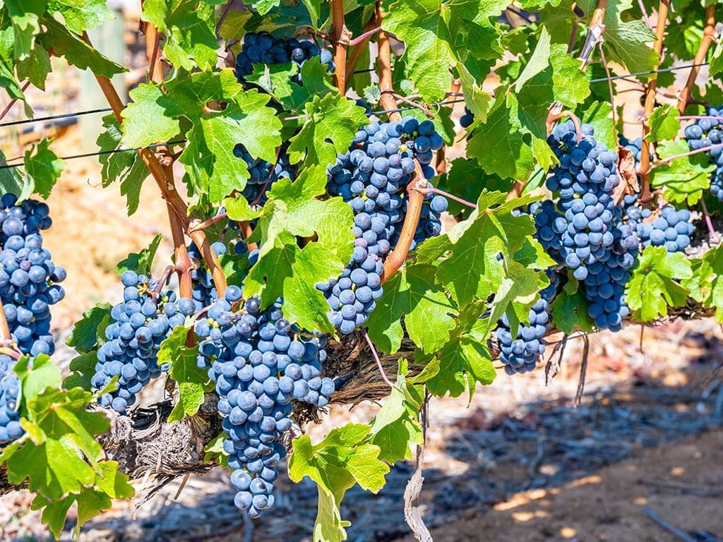 We zijn op zoek naar de naam van een bekende Zuid-Afrikaanse cépage. De gebruikte druivensoort is blauw en is ontstaan door de pinot noir en cinsault te kruisen. De druif is vroegrijp, heeft een hoog rendement en is vrijwel immuun voor allerlei plantenziekten. Wanneer op het juiste moment van rijpheid geoogst geeft de druif een wijn met een geur van banaan, kers en aardbei. Graag de naam van deze wijn/druif.