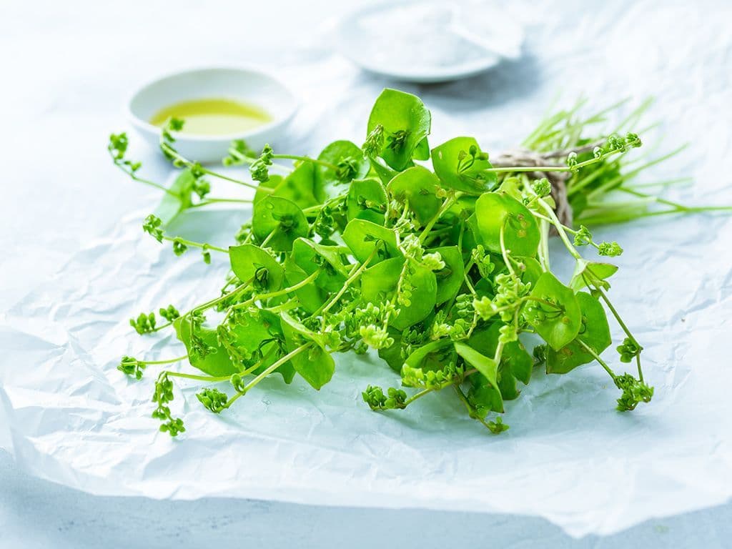 Het is gemakkelijk te herkennen aan de schotelvormige bladeren. Het kan rauw gegeten worden als salade of als smaakmaker door een salade of rauw door een stamppot in plaats van rauwe andijvie. Het is een bron van vitamine C, calcium, ijzer en magnesium.