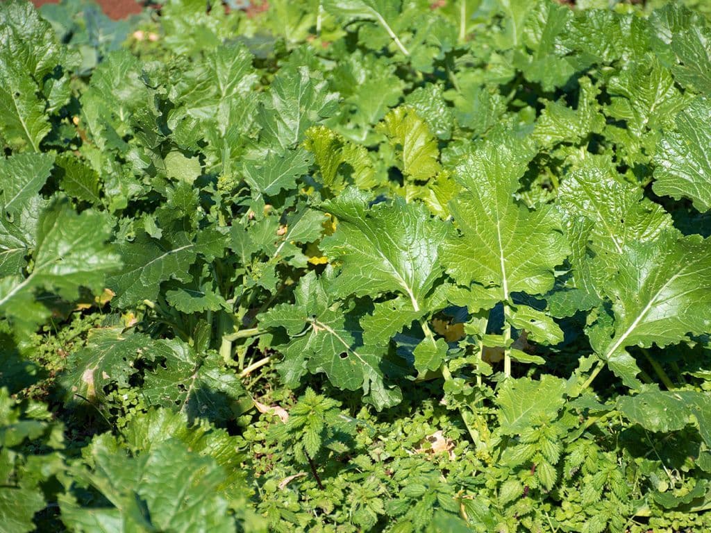 De groente die we zoeken zijn de jonge bladeren en bladstelen van verschillende koolsoorten, wat maakt dat er enige variatie bestaat in het uiterlijk van deze groente. Het is een lentegroente, fris en knapperig, met een pittige smaak, zoals van mosterd of rucola.