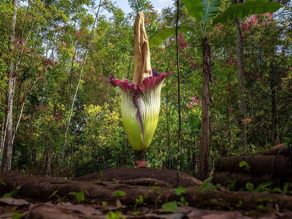 In de plantentuin van Meise stond een unieke plant in bloei. De bloem is bekend om haar typische stank. In Meise was het drie jaar geleden dat er nog een dergelijke bloem in bloei stond. Wat is de Nederlandse naam?