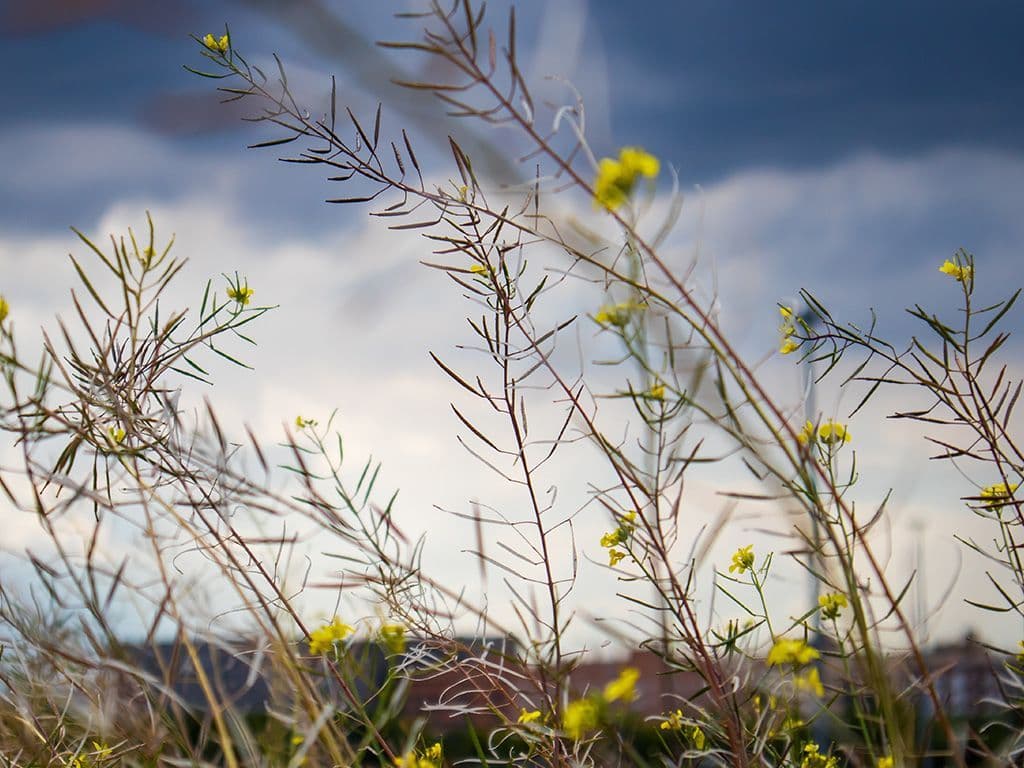In de natuur komt de Aspalathus linearis, een plant uit de vlinderbloemfamilie, voor in Zuid-Afrika. De bladeren worden geplukt, gestampt en dan in de zon gelegd om te oxideren. Tijdens deze laatste fase krijgt de plant zijn typische roodbruine kleur die we ook kennen van de thee, waarvoor deze plant sinds 1930 voor wordt gekweekt. Wat is de naam van deze plant?