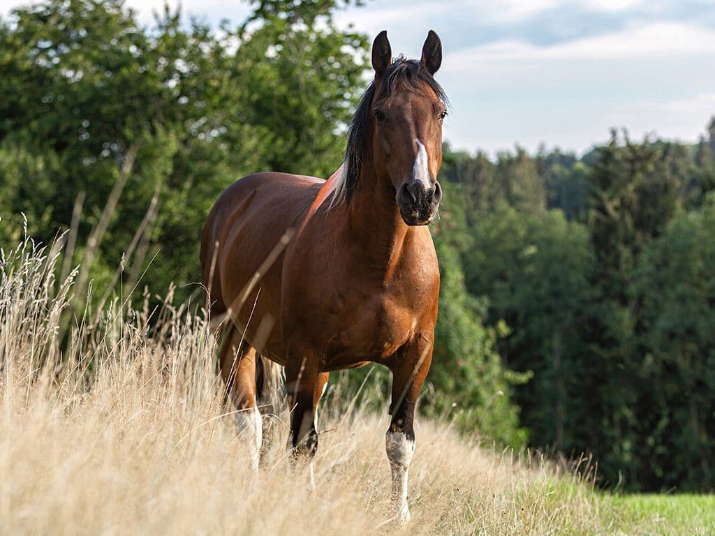 Wat is de naam voor een hengst (paard of ezel) waarvan de teelballen operatief verwijderd zijn?