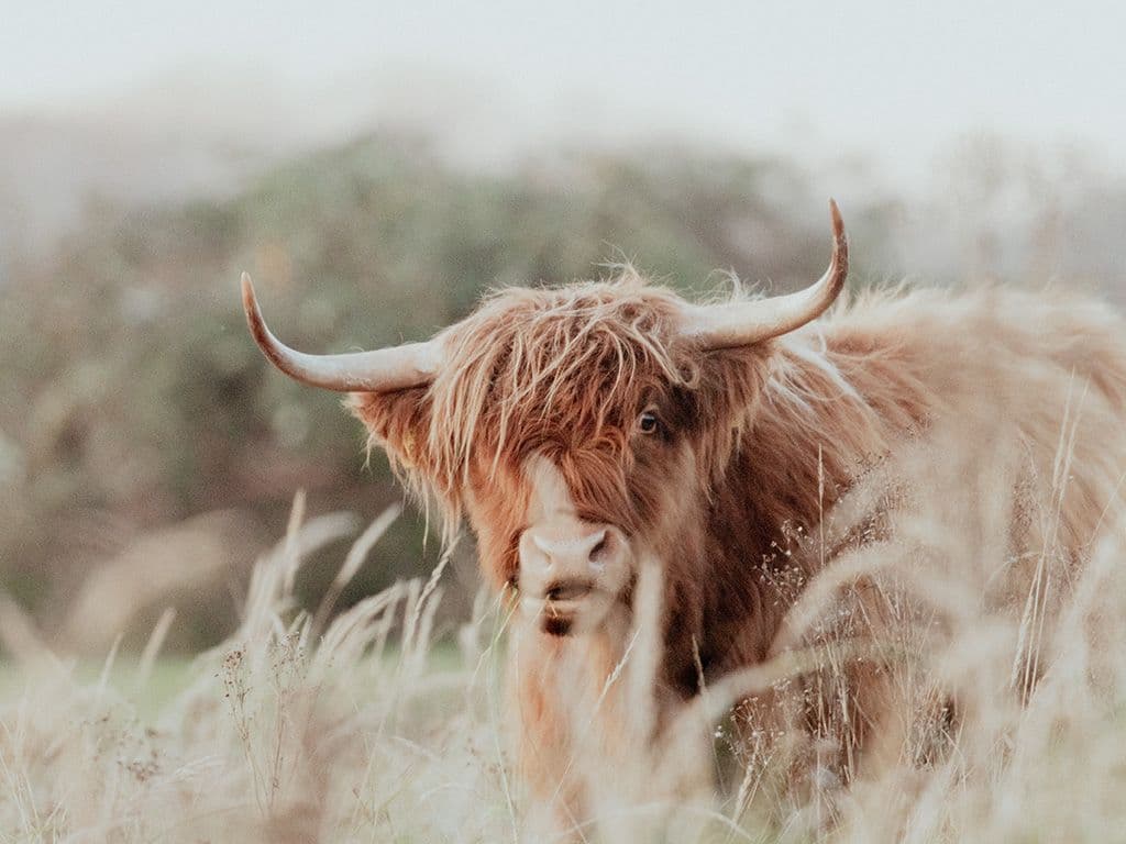 Wat is de naam van dit runderras, meestal roodbruin, die vaak worden ingezet als grazers in natuurgebieden? Ze zijn herkenbaar aan de lange haren en horens.