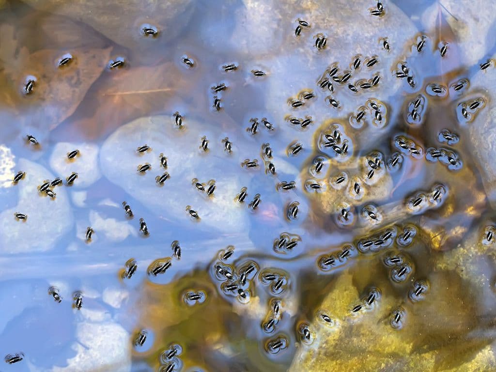 We zoeken de naam van een familie van kevers die leven in en op het water. Hoe heten deze kevers, met 't zwarte kabotseken aan ?