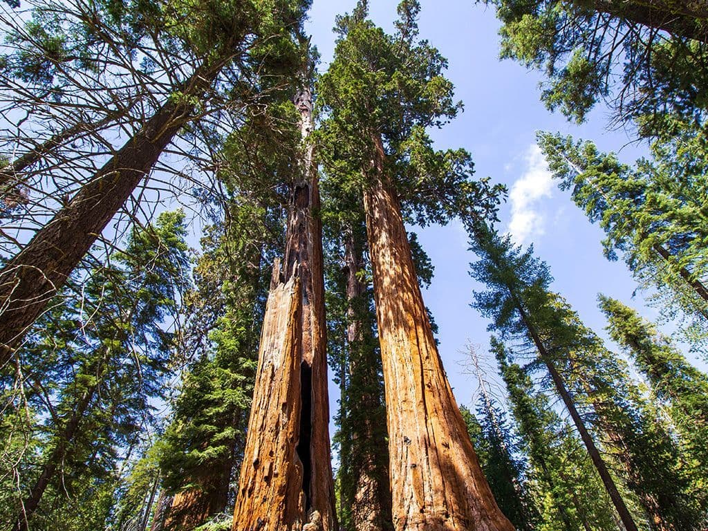 Van welke geslacht bomen is de hoogste boom ter wereld zo'n 115,55 meter?
