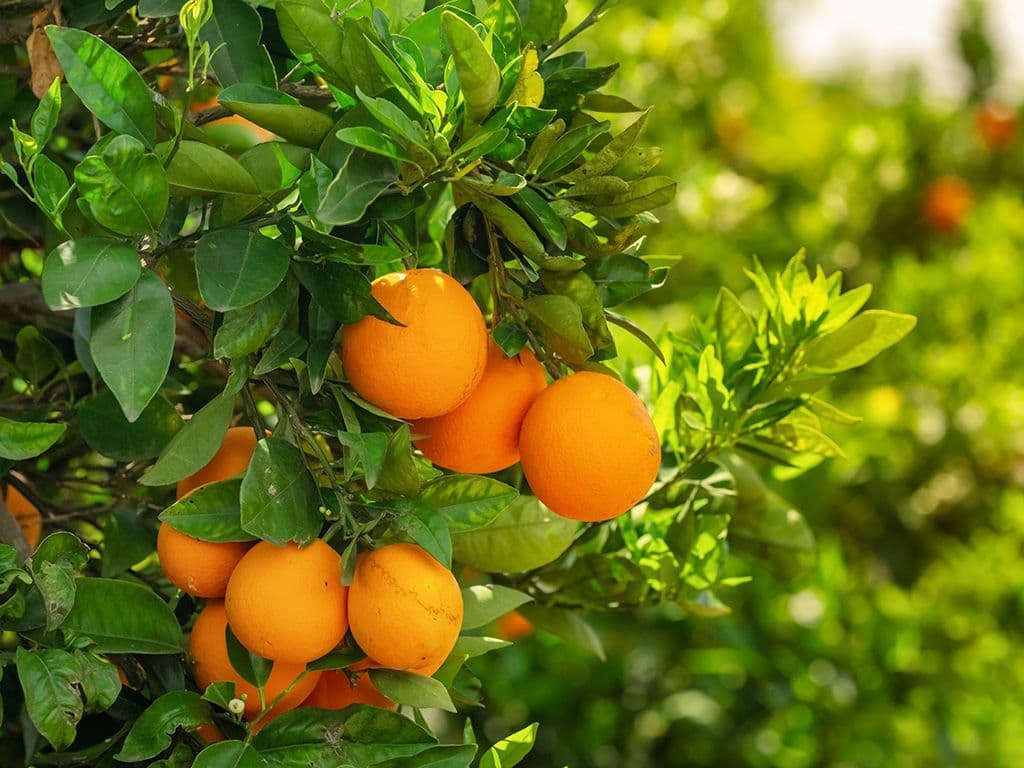 In onze hedendaagse keuken vinden we groenten en fruit uit verschillende uithoeken van de wereld. Denk maar aan quinoa, dadels, litchi. Maar ook soorten die we al langer gebruiken stammen af uit andere werelddelen, uit welk land komt de sinaasappel?