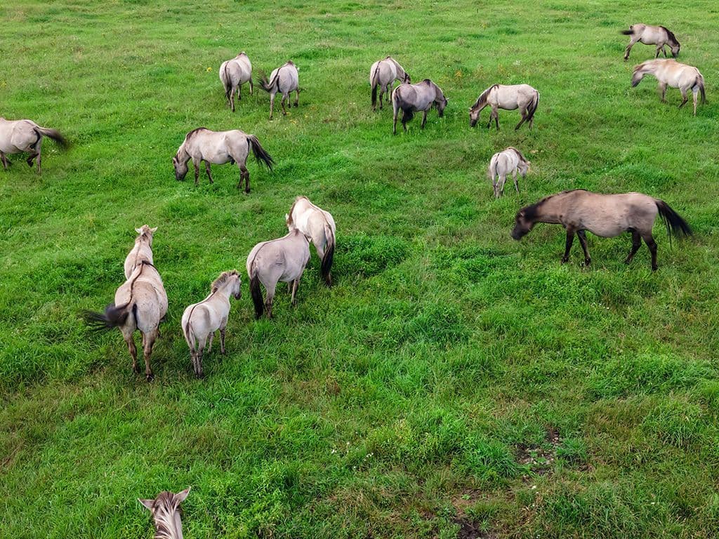 B. De Equus ferus ferus was een wild paard dat in Oost-Europa voorkwam. Het
paard kwam in kuddes voor in de Oerbossen van Polen en Oost-Europa, maar ze werden langzaam gevangen, gedomesticeerd en gekruist met andere paardenrassen.
Het laatste beschreven exemplaar stierf in 1887 in gevangenschap in de dierentuin van München. Naam van dit uitgestorven paardenras?