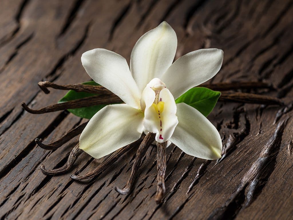 Welke bloemensoort levert ons de vanillestokjes?