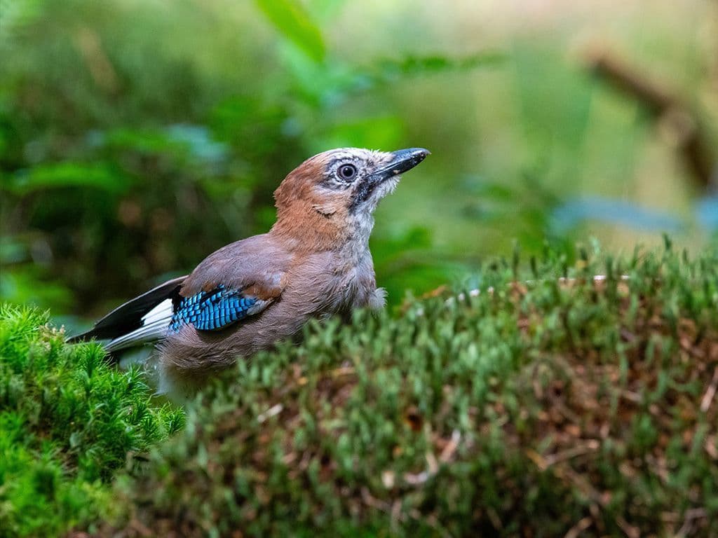 Welke communautaire vogel zien we hier?
