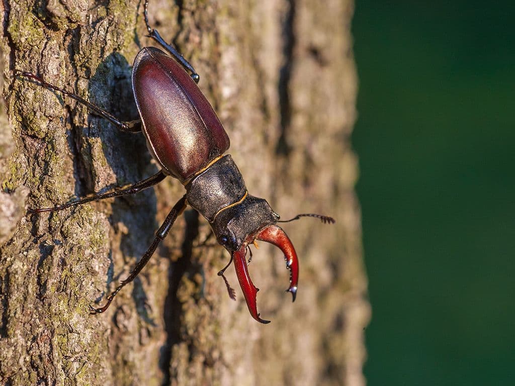 We zoeken naar één van de grootste kevers van Europa, met Latijnse naam ‘Lucanus cervus’. De kever kan een totale lengte bereiken van meer dan 9 centimeter. De Nederlandse naam is te danken aan de enorme kaken van de mannetjes. Deze zijn vertakt aan het einde en doen denken aan het gewei van een hert. Bij de vrouwtjes ontbreekt dit gewei, waardoor ze gemakkelijk zijn te onderscheiden van de mannetjes. De naam wordt ook gegeven aan een combinatie van Jagermeister en Red Bull.