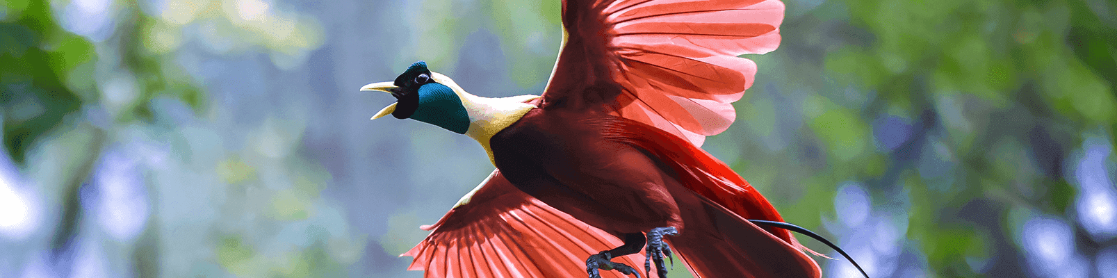 Vogels quiz