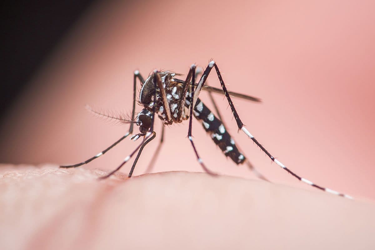 Het instituut voor tropische geneeskunde en sciensano melde deze zomer de intrede van een nieuwe exzoot. Door ons toenemend reisgedrag en de klimaatsverandering met zijn zachtere winters krijgt stilaan voet aan de grond in ons land. Zo slaagt hij er nu al in om in 8 Belgische gemeenten te overwinteren. Hoe noemt deze exzoot?