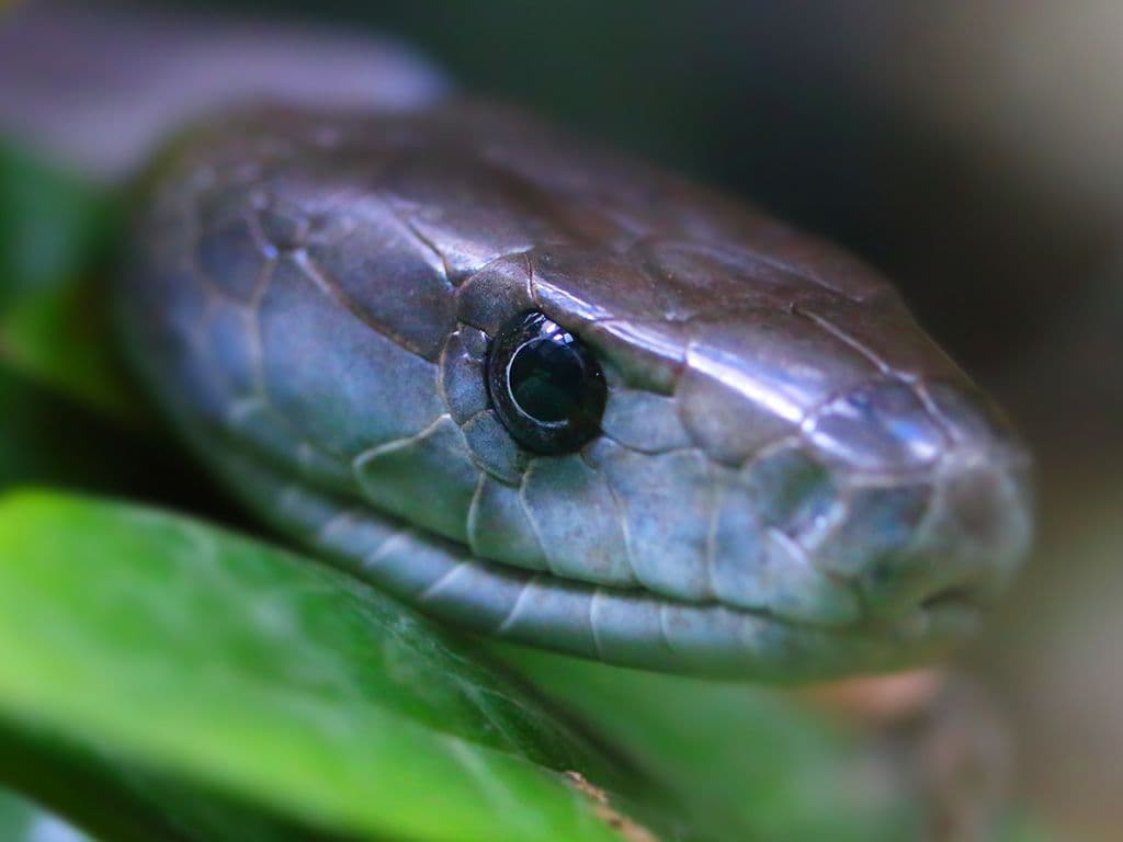 Een streepje fauna kan nooit geen kwaad. We zoeken de Engelstalige naam van de gifslang uit de
familie van de koraalslangachtigen. Typerend aan deze slang is de blauwzwarte kleur van de
binnenzijde van zijn bek. De kleur van de schubben is grijs tot olijfgroen en meestal heeft hij een
beige tot bruin-witte buik. De slang kan tot 4 meter lang worden en is daarmee de langste gifslang
in Afrika. De slang is overigens ook de snelste slang ter wereld, op korte afstand kan hij een
snelheid tot 20km/h halen. Is fauna niks voor jou? Dan kan je gerust ook antwoorden met een
StuBru-DJ die vooral furore maakt in de hiphopscene, een attractie in Phantasialand of met één van
de bijnamen van Kobe Bryant.