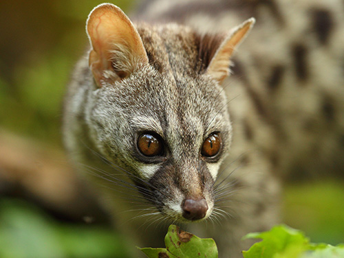 Civetkat