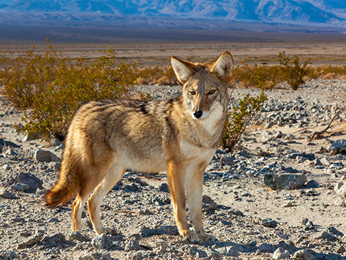 Andere naam voor de prairiewolf gezocht