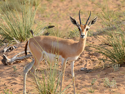 Gazelle