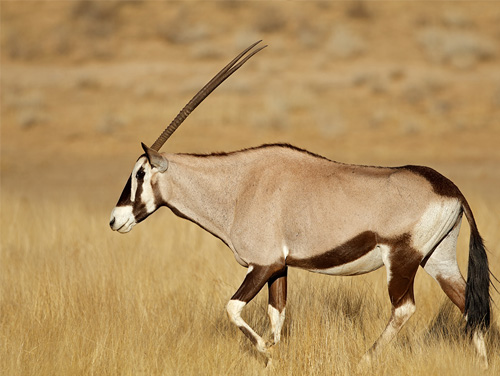 Gemsbok