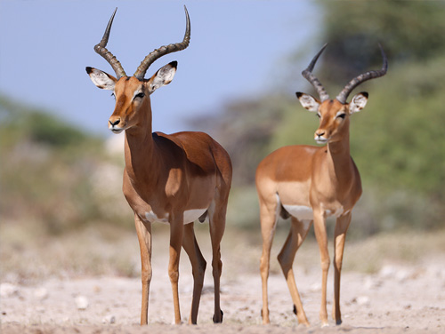Impala