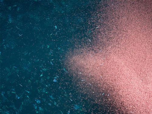 Krill