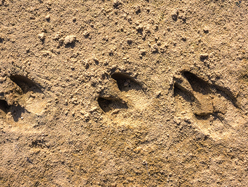 Herken jij de dieren aan hun sporen in de natuur?