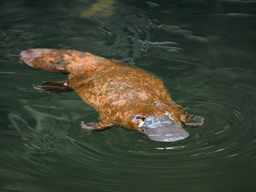 Vogelbekdier