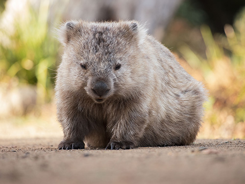 Wombat