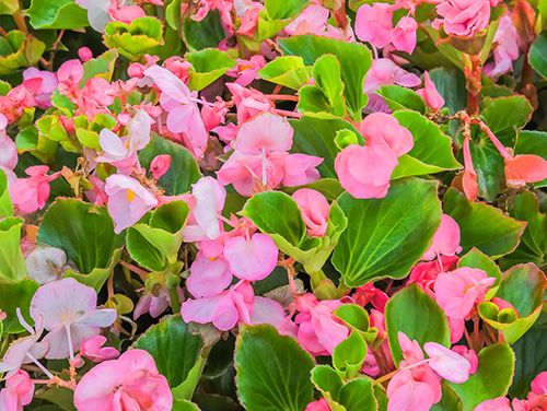Begonia