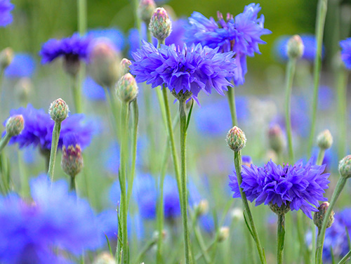 Korenbloem