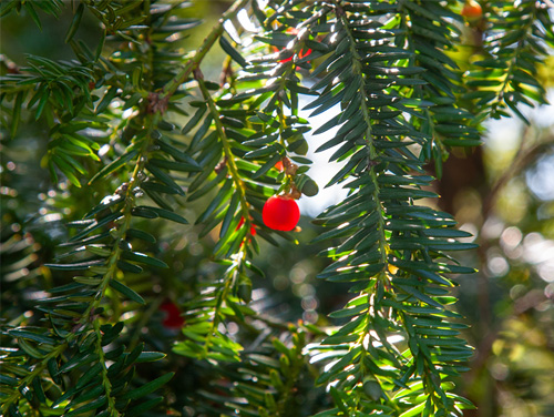 Taxus