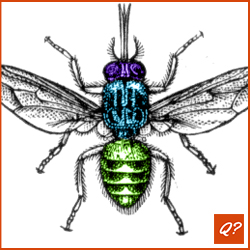 Gemiddelde quizvraag Insekten 8116