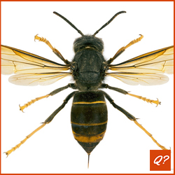 Gemakkelijke quizvraag Insekten 5558