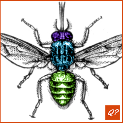 Gemakkelijke quizvraag Insekten 7578